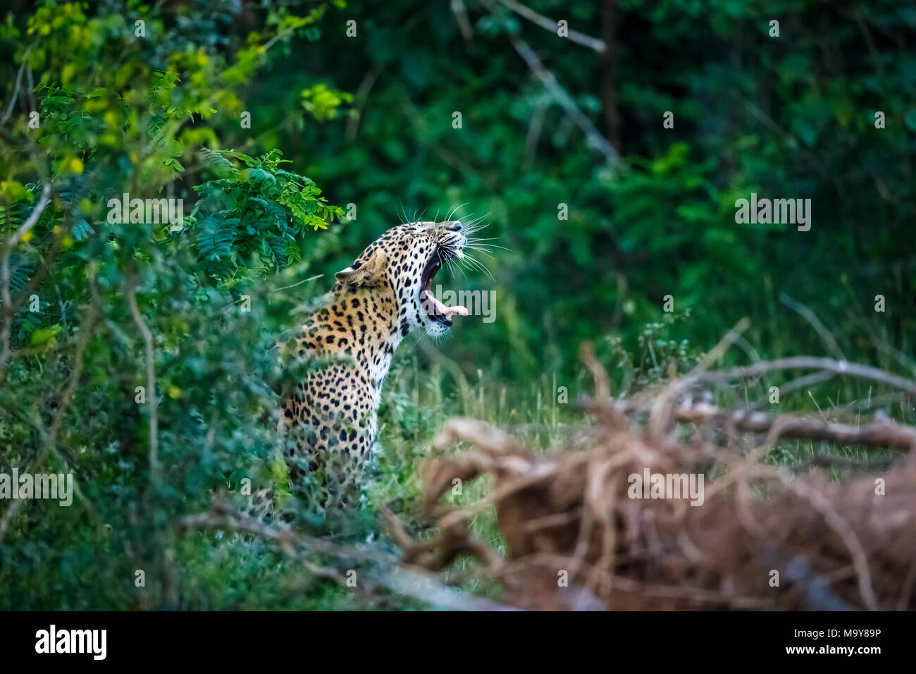 Female leopard (Panthera pardus) in green jungle woodland undergrowth