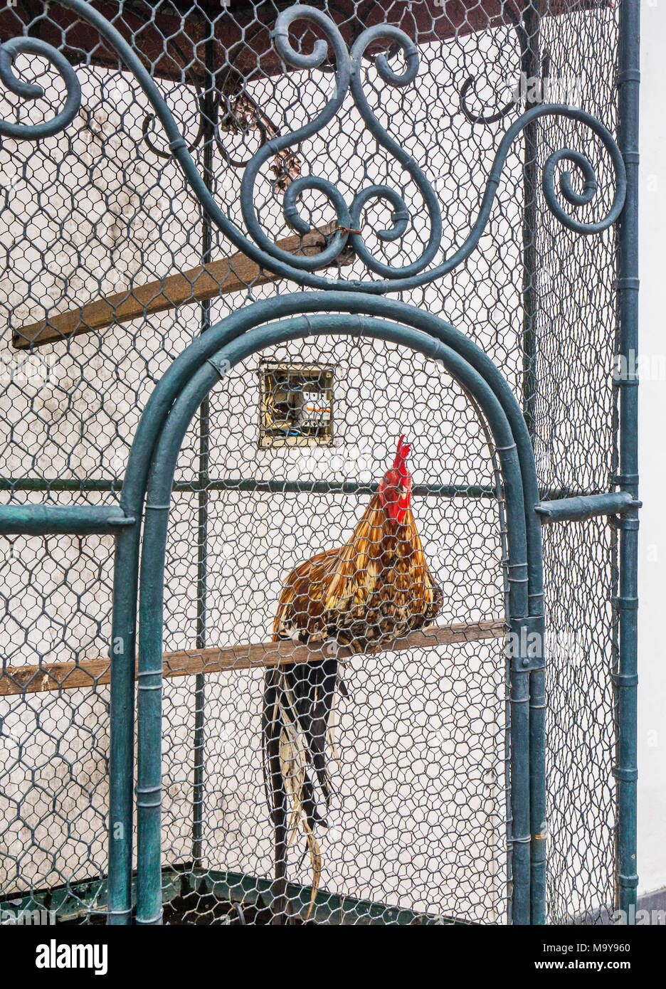 caged rooster at the Kraton Ngayogyakarta Hadiningrat, the palace of the Yogyakarta Sultanate, Central Java, Indonesia Stock Photo