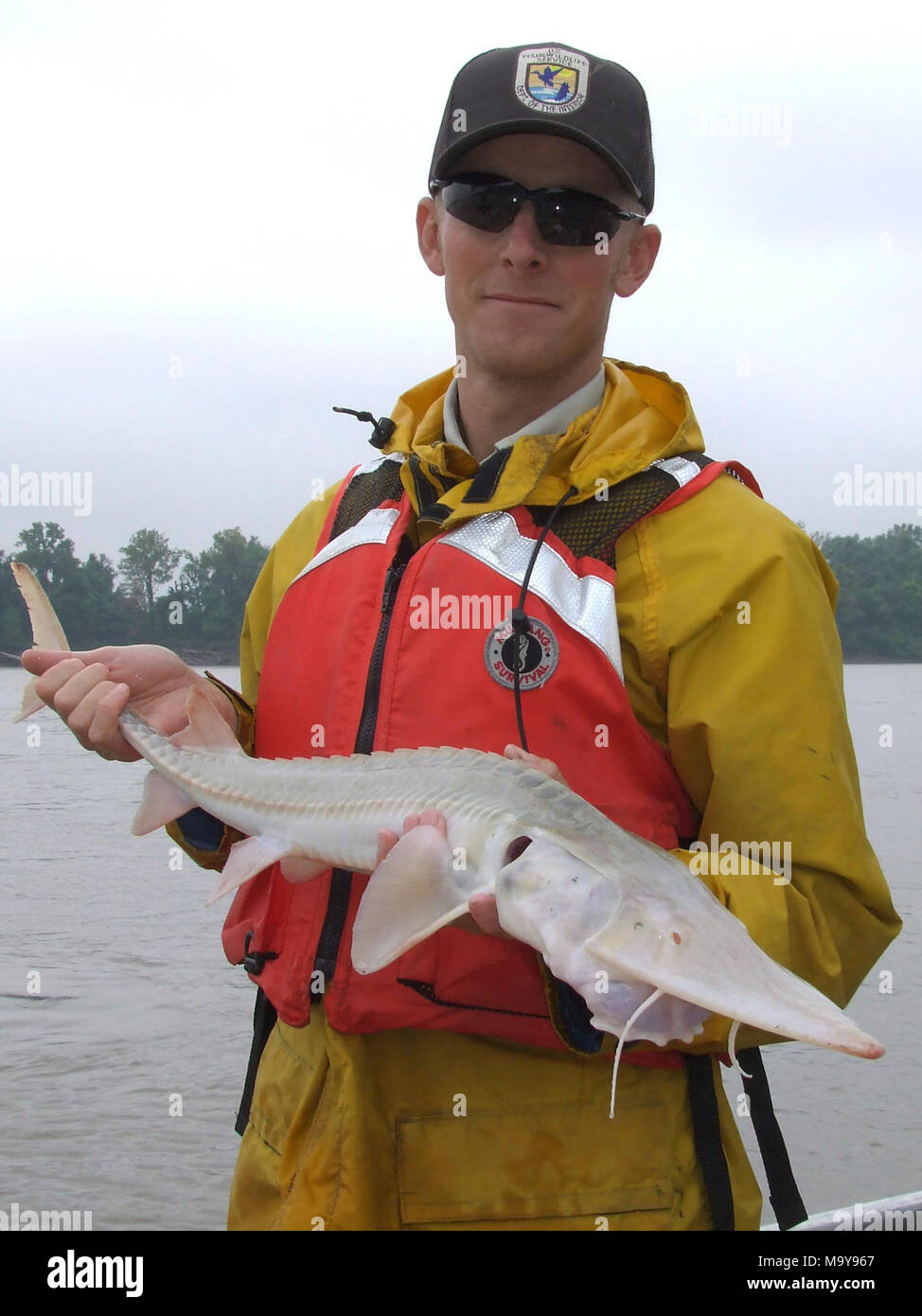 Eye of the beholder. U.S. Fish and Wildlife Service biological science technician Brett Witte shows the distinctive coloring, body shape and long, flat snout of an endangered pallid sturgeon. Before the Missouri River was dammed and straightened, it once teemed with these fish. (USFWS) Stock Photo