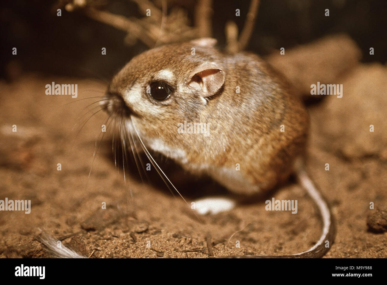 Federally endangered Morro bay kangaroo rat, last documented in the. The Morro Bay kangaroo rat, a tiny native mammal endemic to the vicinity of Los Osos in western San Luis Obispo County.  This federally endangered animal has not been sighted in three decades, but some biologist believe a few colonies may still persist in the area. Stock Photo