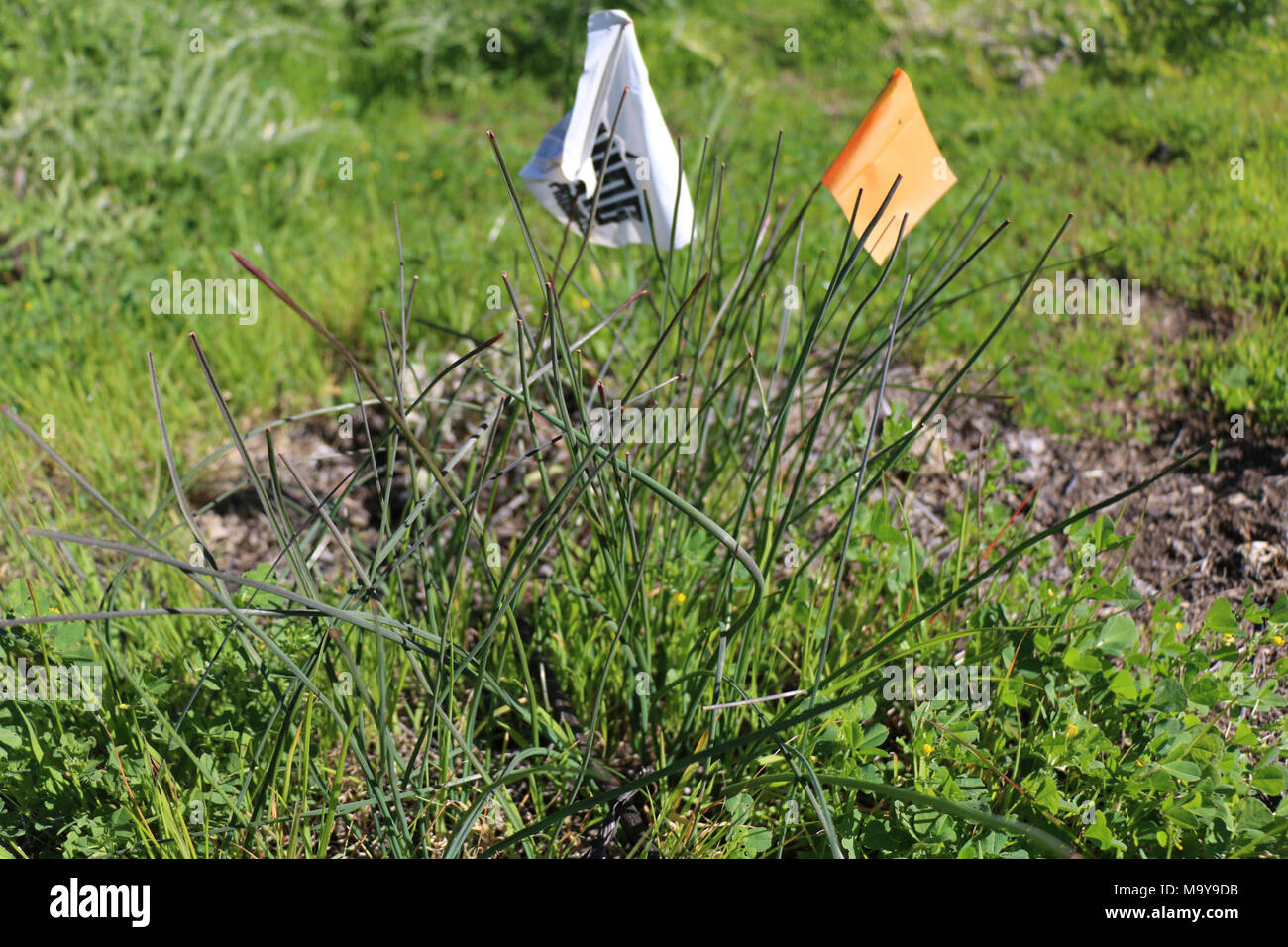 Flags mark the location of thread-leaved brodiaea. Flags mark the location of thread-leaved brodiaea on the brodiaea preserve, and those that will be translocated to the preserve from the area being developed. Stock Photo