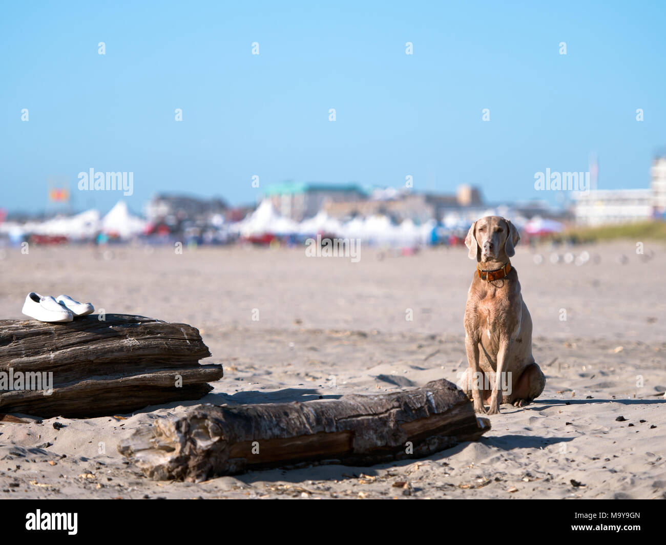 A large well-groomed noble brown-haired dog with short wool and long ears stands guard over his owner on the Pacific ocean beach in Northwest Stock Photo