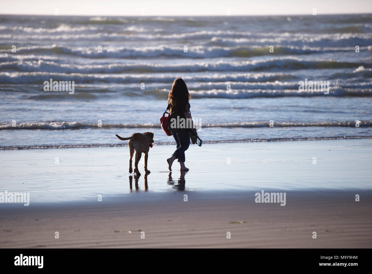 Women with bag healthy walking barefoot relaxing with playful dog on the water line of the Pacific ocean beach with fresh breeze and waves in Northwes Stock Photo