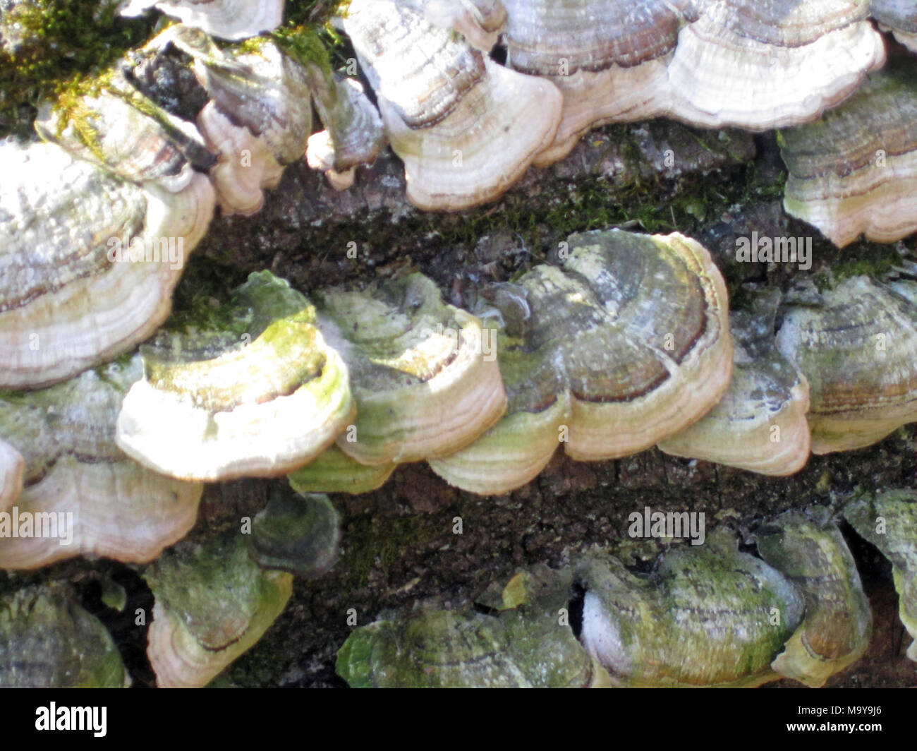 Incubus Fungus Amongus Hd