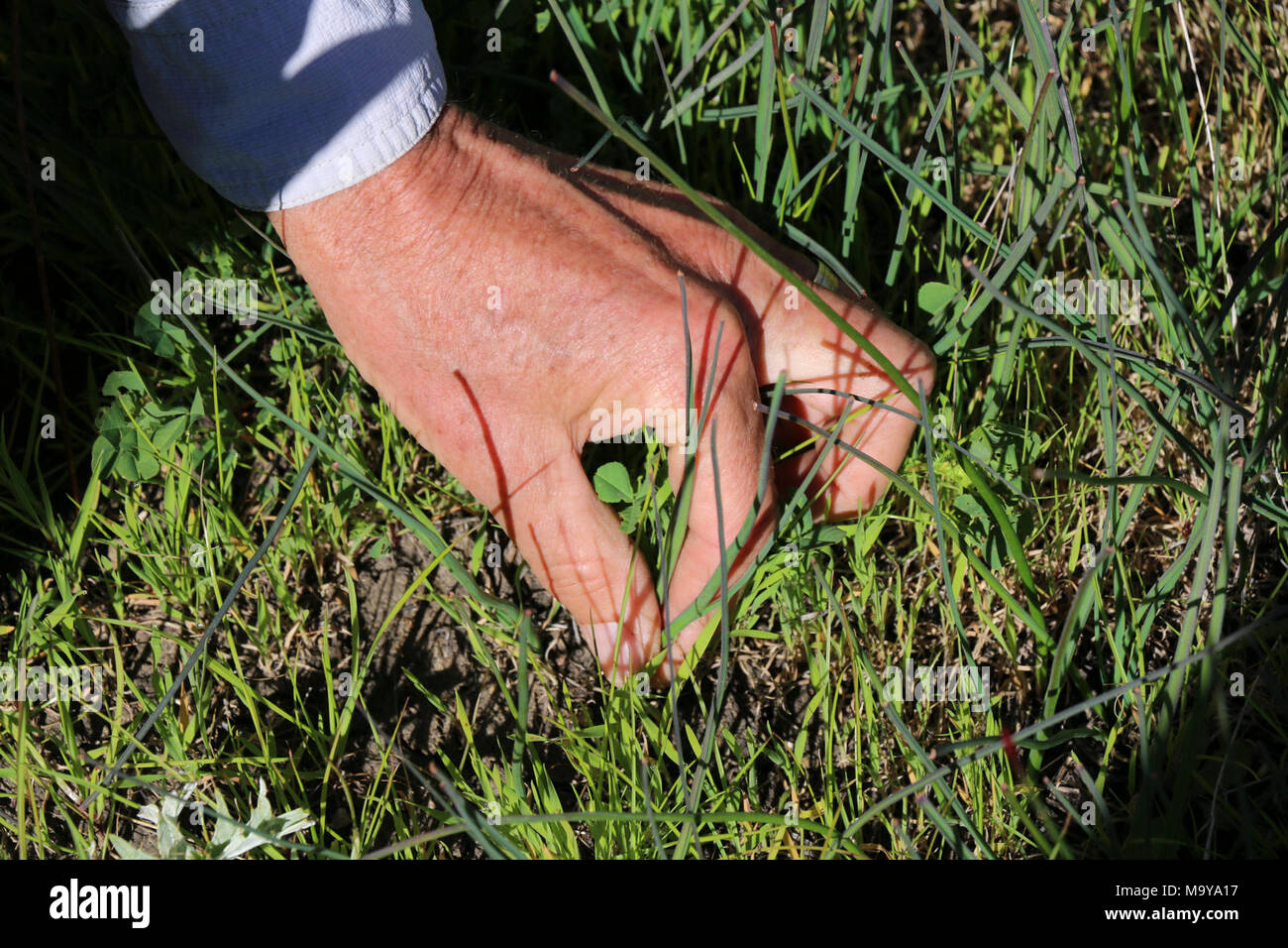 Identifying brodiaea without its flowers is a tough job. Stock Photo