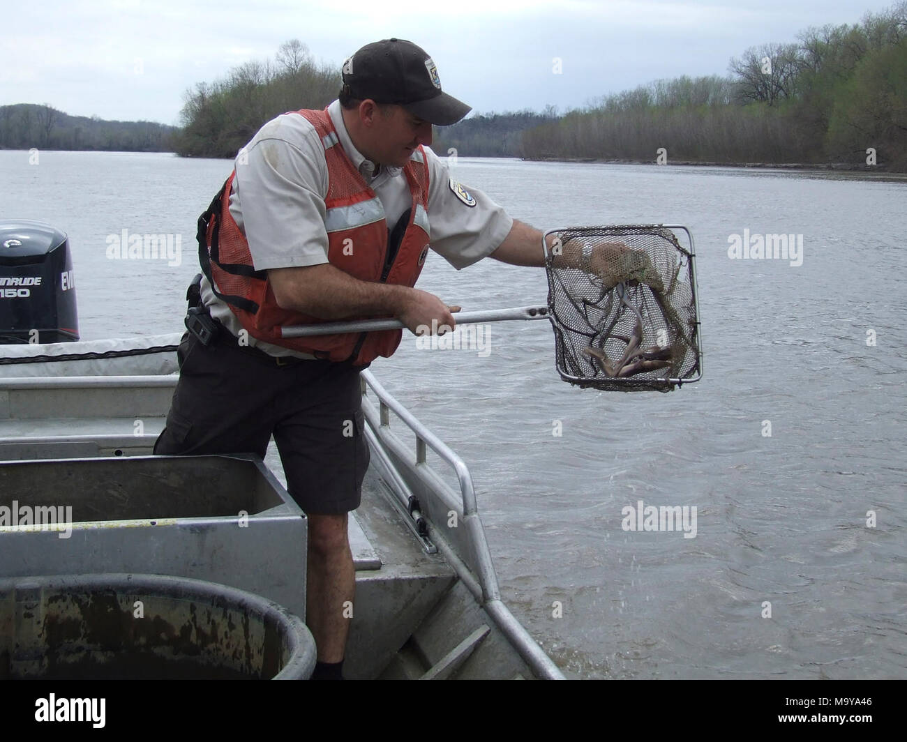 Into the wild. U.S. Fish and Wildlife Service biologist Wyatt Doyle releases a hatchery-bred endangered pallid sturgeon into the lower Missouri River. Scientists hope captive breeding will help repopulate the species (USFWS) Stock Photo