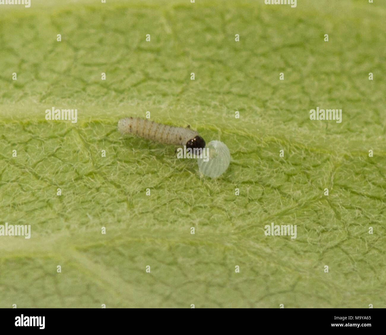 Just Hatched Monarch Caterpillar in Virginia. Stock Photo