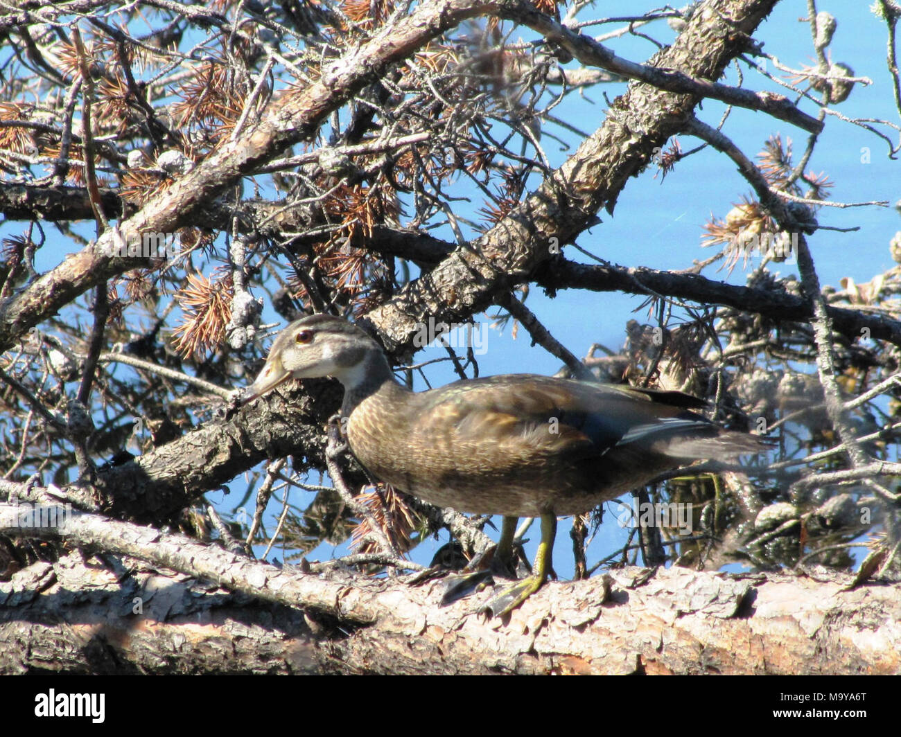 Juvenile wood duck. Wood ducks nest in cavities and when it’s finally ...