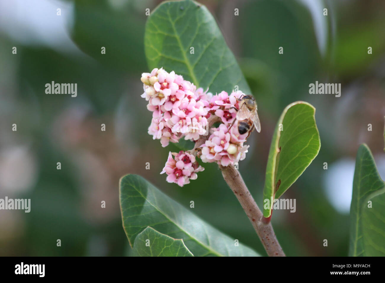 Conservation and management of native bees hires stock photography and