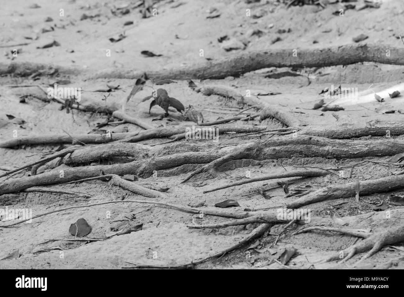 TREE ROOTS IN BLACK AND WHITE TONE Stock Photo - Alamy