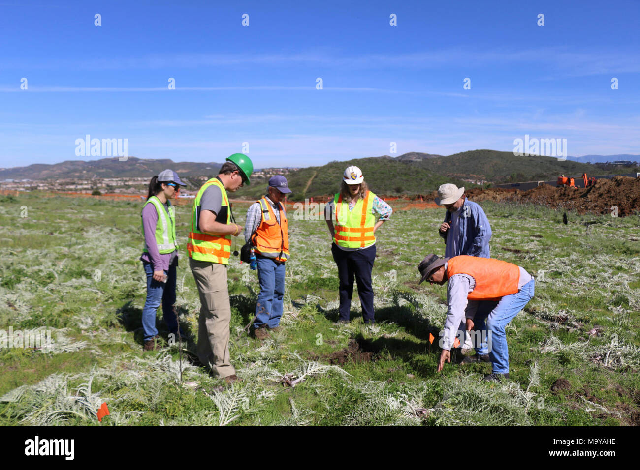 Looking for thread-leaved brodiaea. California Department of Fish and Wildlife, the City of San Diego, U.S. Fish and Wildlife Service and contractors look for thread leaved brodiaea in a sea of invasive thistles. Stock Photo