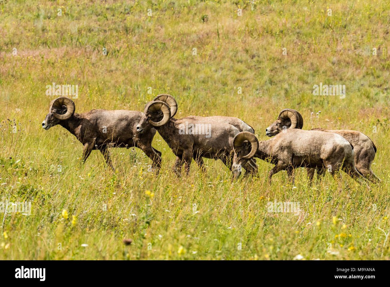 Group of Bighorn Sheep in a meadow within the National Bison Range