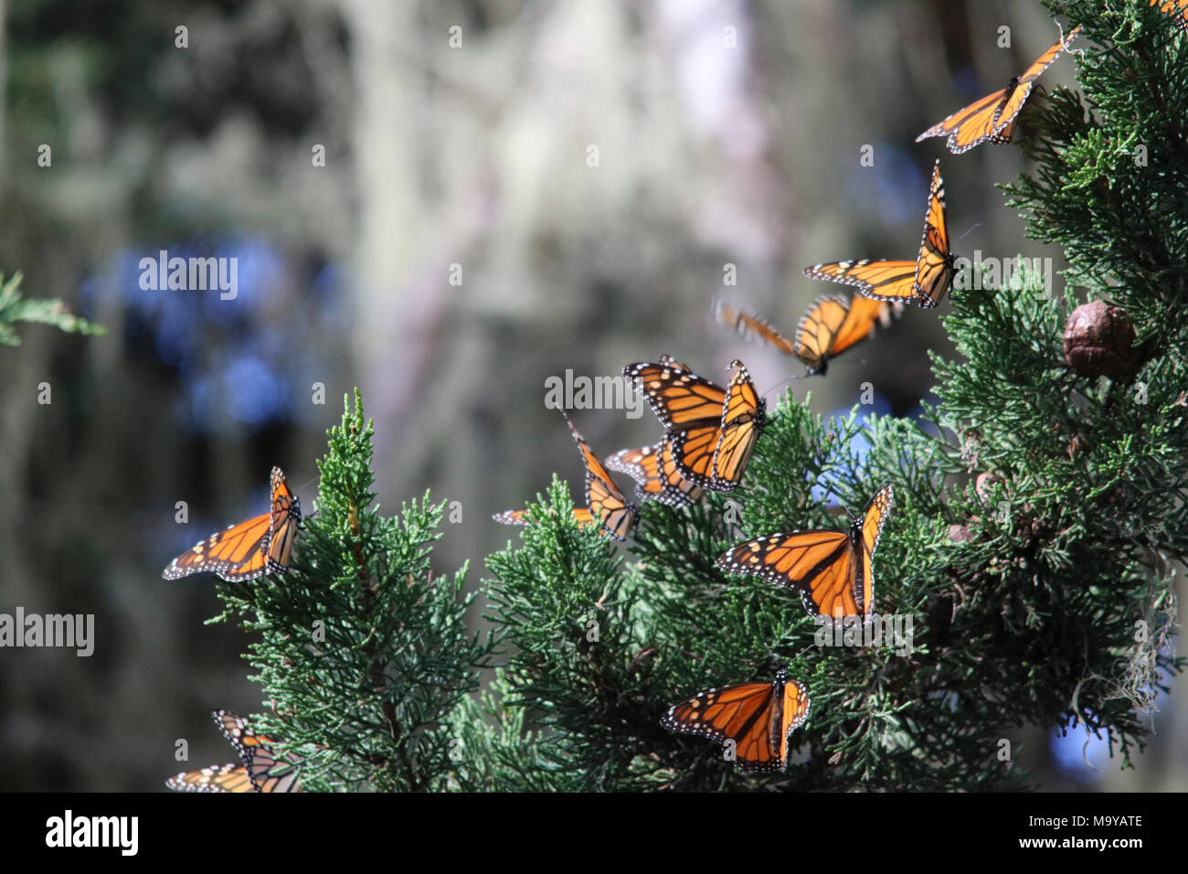 Monarch Butterflies Overwintering in Pacific Grove, California. Monarchs  enjoy sun-bathing. During sunny winter days, the butterflies will disperse  from their clusters to bask in the sunshine until dusk, once again, brings  cooler