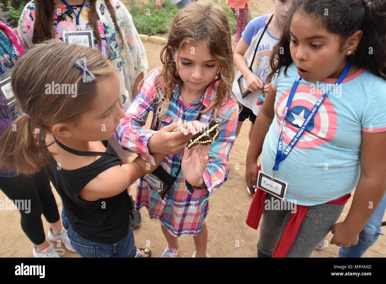 Monarch Butterfly Tagging Event Stock Photo - Alamy