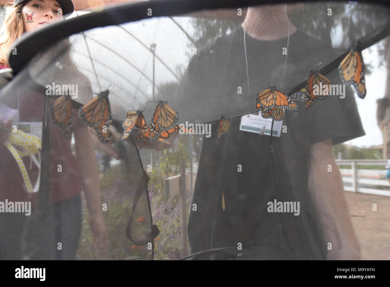 Monarchs tagged and ready for release. Monarch butterfly tagging event