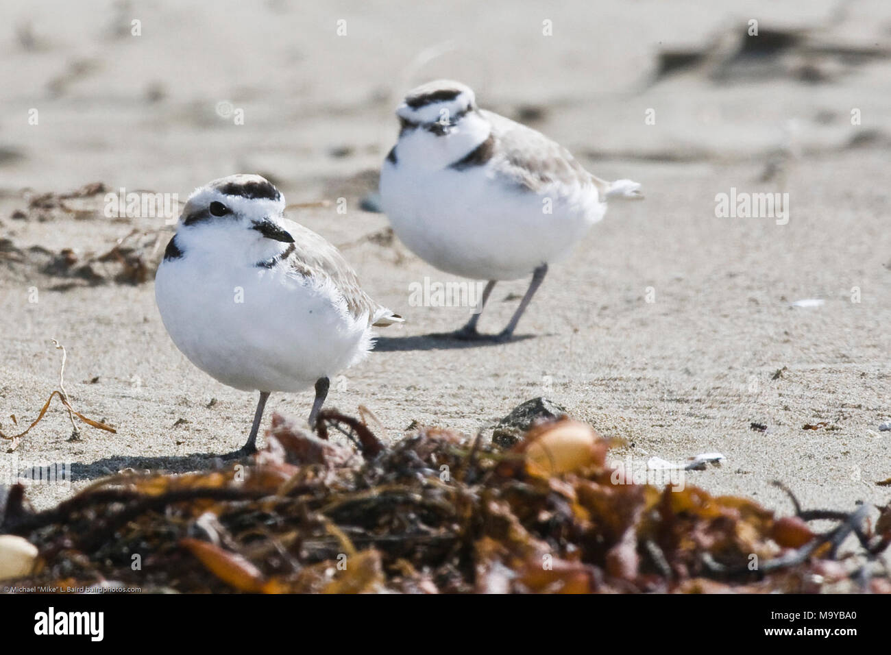 MORRO BAY, Calif. (April 8, 2008) Western snowy plovers on the beach. The Pacific coast population of the Western snowy plover makes its home along North America’s western coastline from Washington to Baja California, Mexico. The small birds, often no more than six inches long and weighing up to two ounces, have been protected as a threatened species under the Endangered Species Act since 1993. Stock Photo