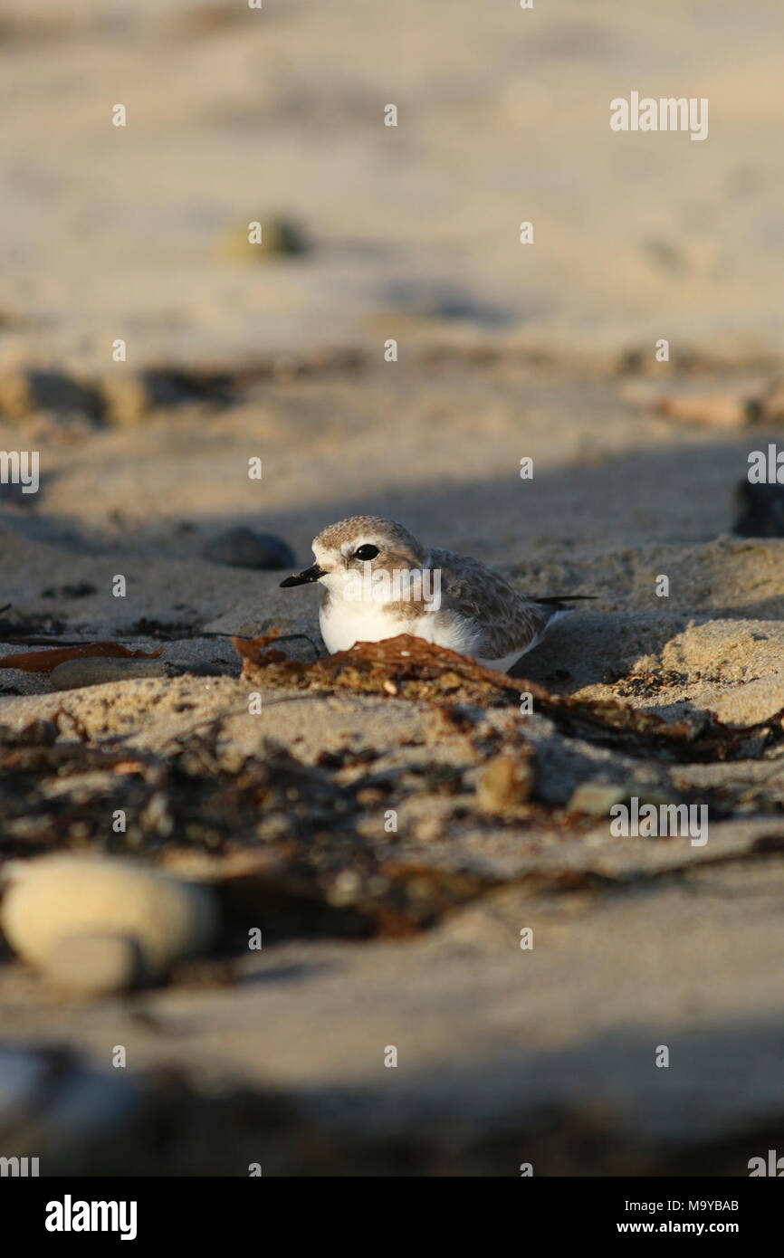 Westernsnowyplover hires stock photography and images Alamy