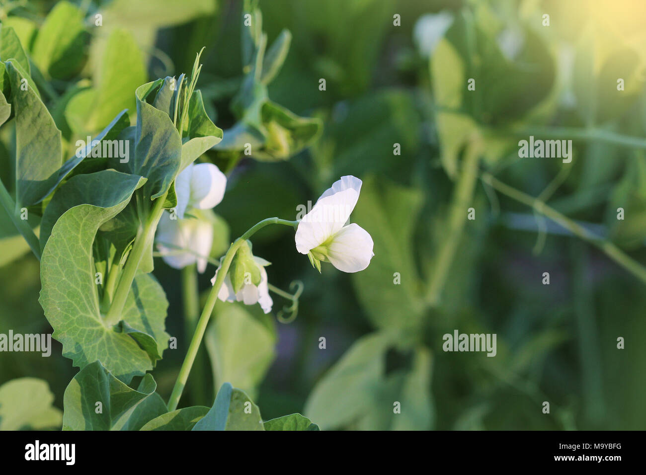 White pea flower (pisum sativum) hires stock photography and images
