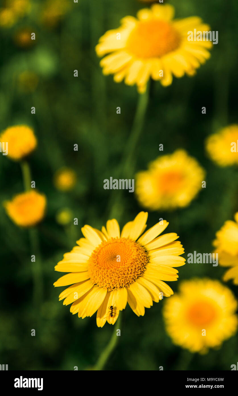 Wild yellow daisies hires stock photography and images Alamy