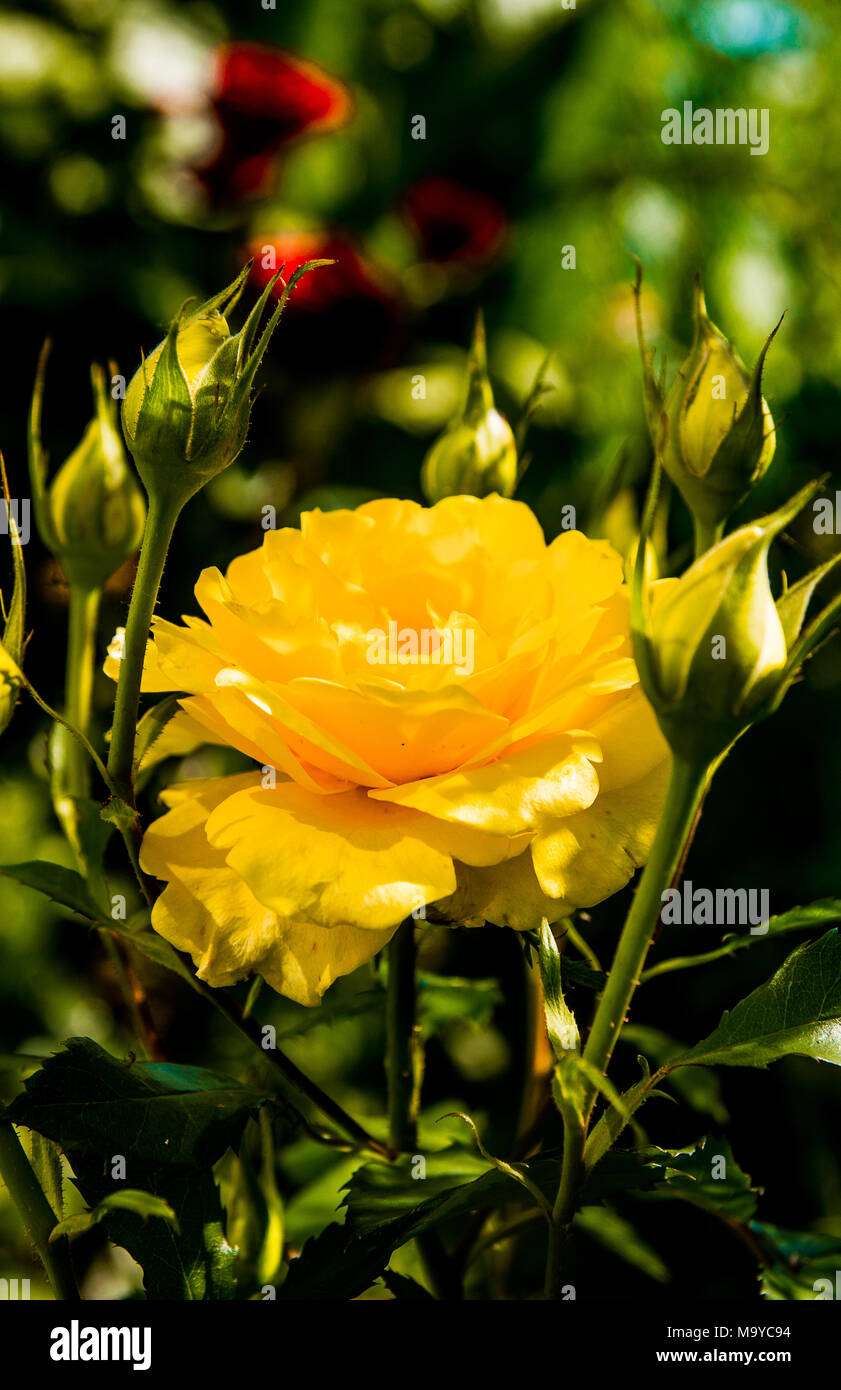 Beautiful bush of yellow roses in a spring garden. Rose garden. Stock Photo
