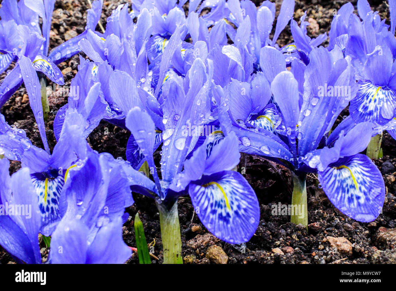 Iris histrioides ' Lady Beatrix Stanley ', Blue Iris, Dwarf Irises Stock Photo