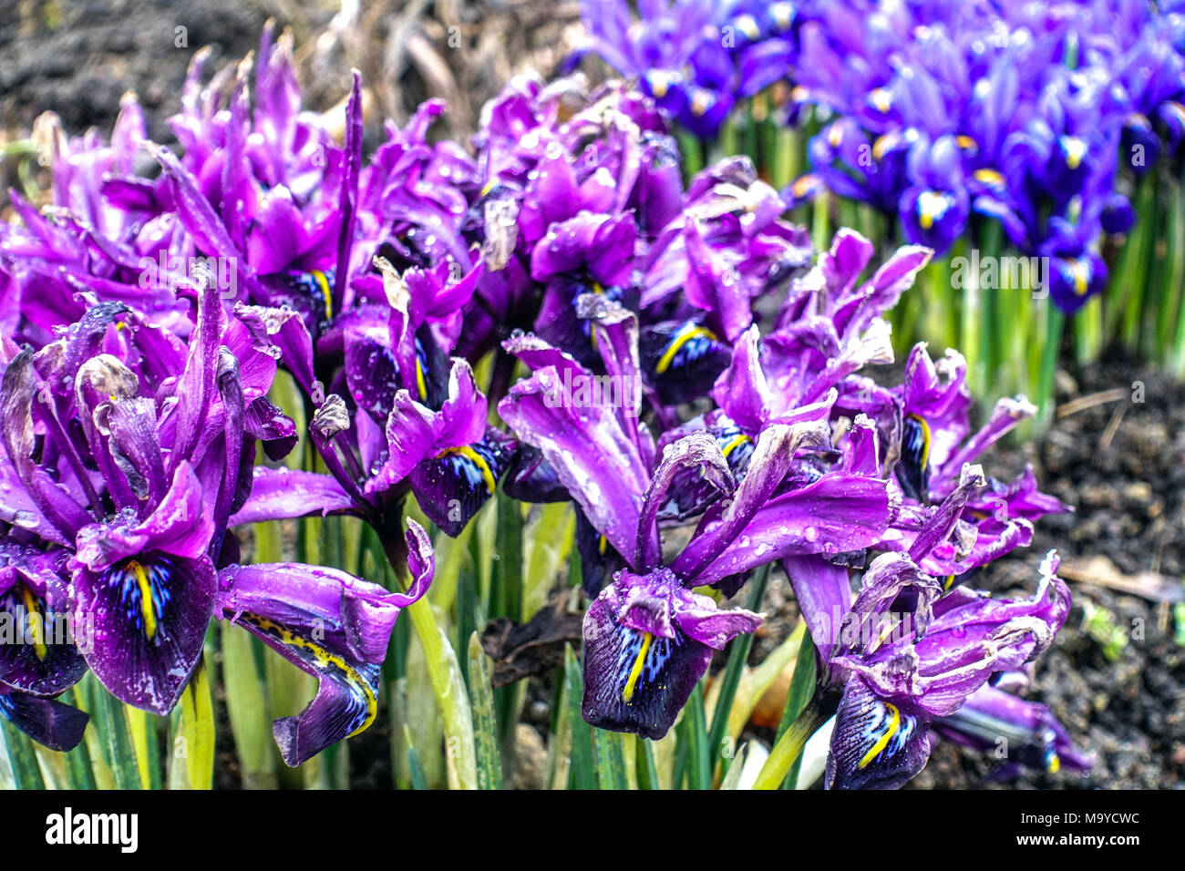 Early spring garden Purple irises, Iris reticulata George and Harmony spring irises beds Stock Photo