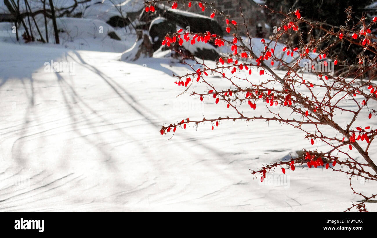 Wild berry bush in winter in front of frozen white ground Stock Photo