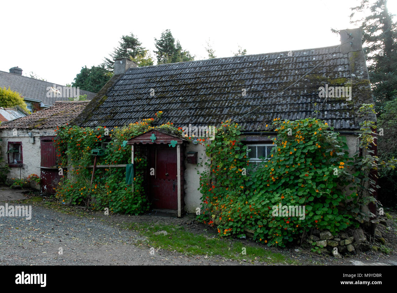 Old irish cottage hi-res stock photography and images - Alamy