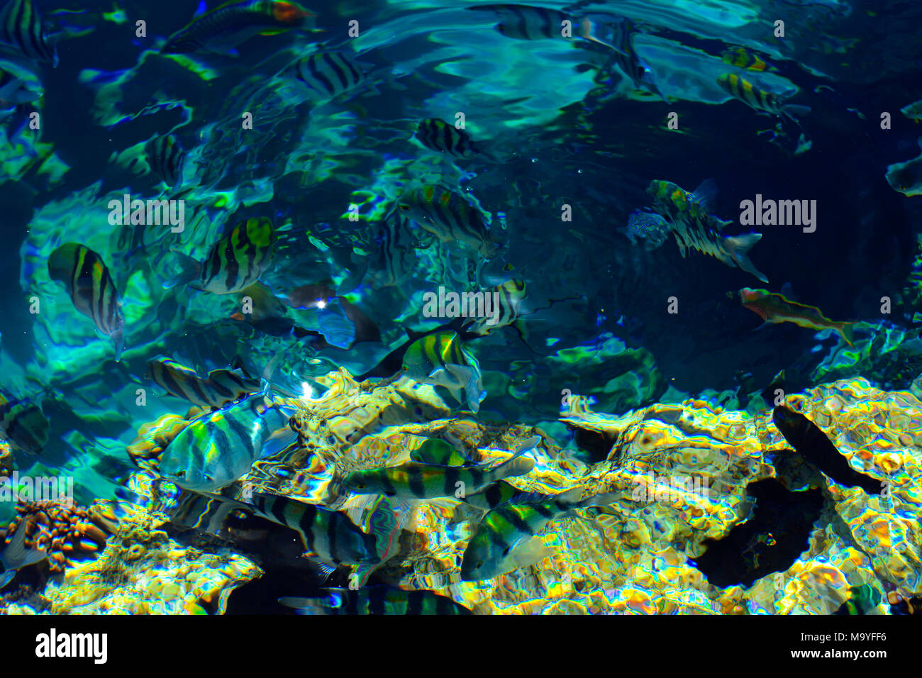 Multicolored beautiful red sea fish over the thickness of the water on ...