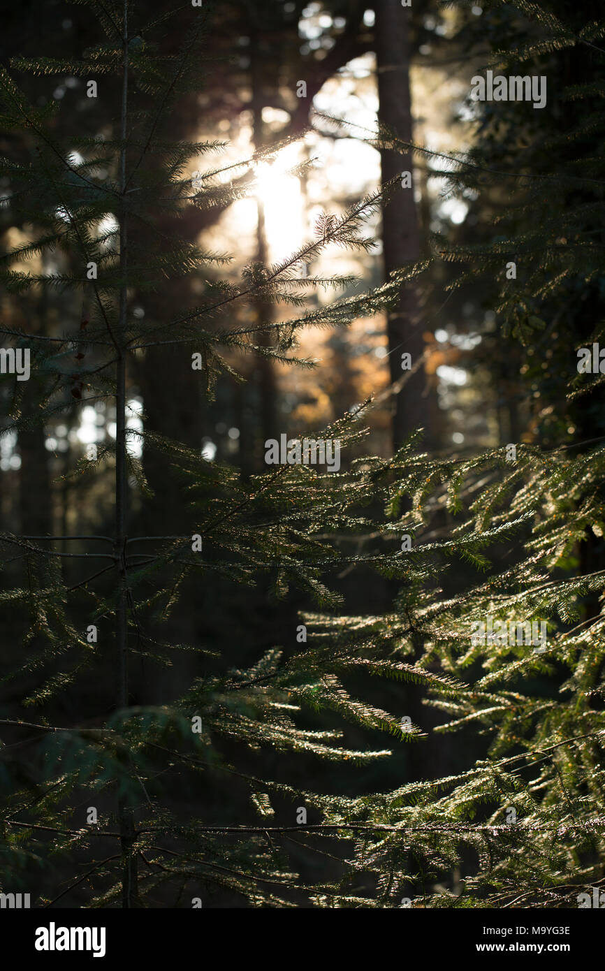 Evening sunlight through trees, Hampshire England UK GB Stock Photo