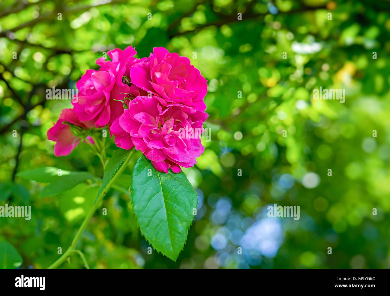 John Cabot Rugosa Rose growing on an arbor in the summer garden. Stock Photo