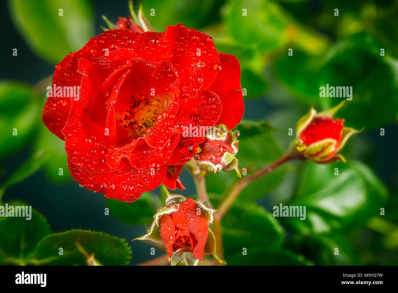 Love rose hi-res stock photography and images - Alamy