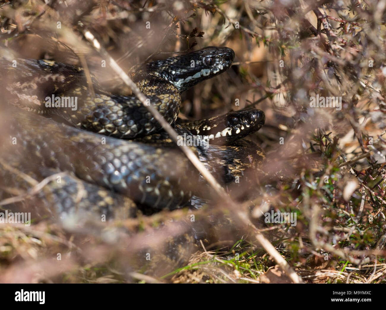 2 male adders (Vipera berus) basking together in heather in the Peak District Northern England. Stock Photo