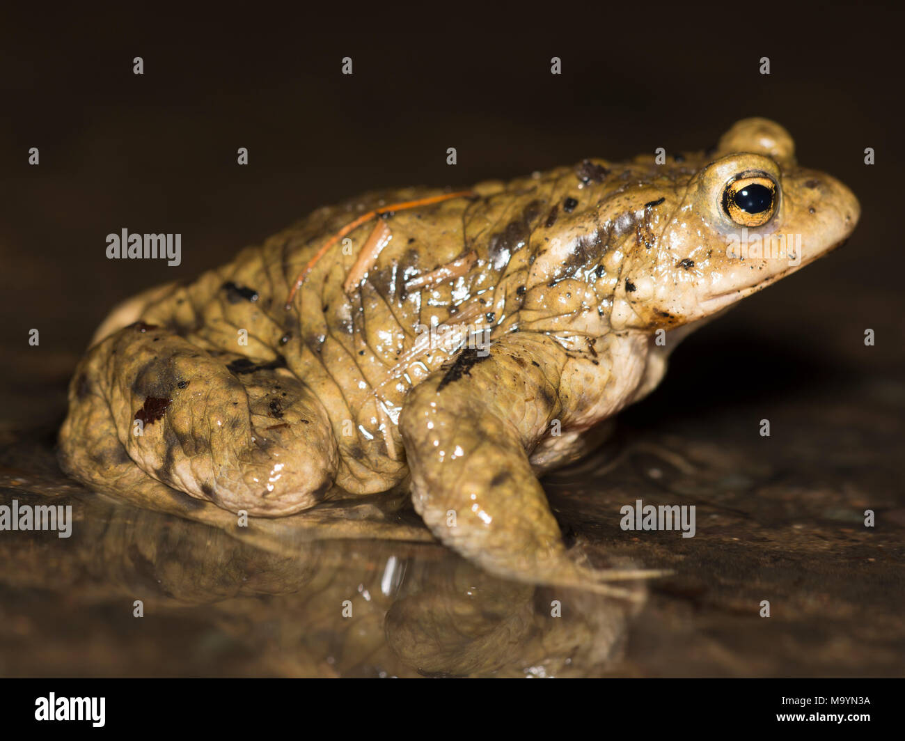 Male European Common Toad (Bufo bufo) on the crawl on a rainy night in Yorkshire Northern England. Stock Photo