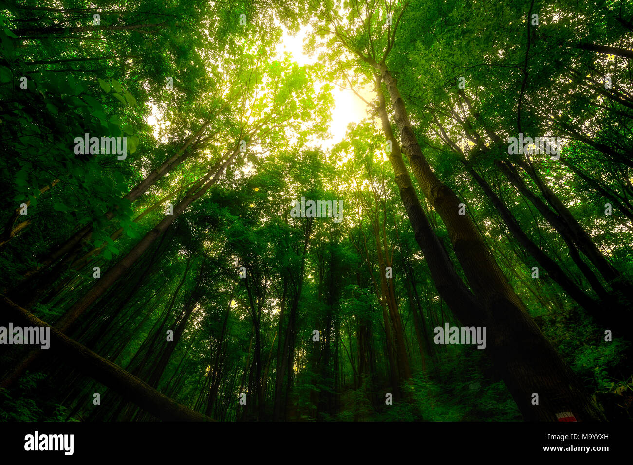 Landscape nature forest hi-res stock photography and images - Alamy