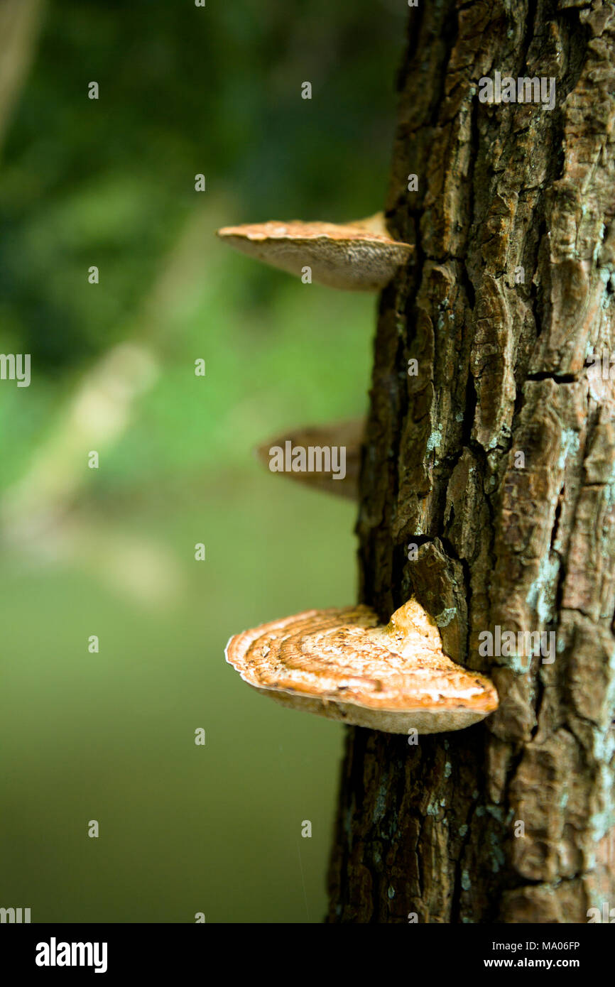 Polypores, bracket fungi on a tree trunk Stock Photo