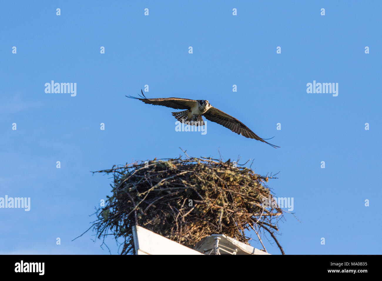 The Osprey (Pandion haliaetus), sometimes known as the sea hawk, fish