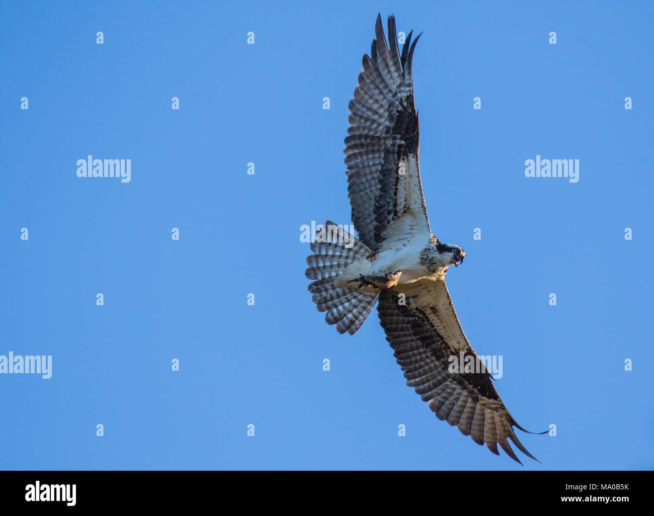 Falcon catching fish hi-res stock photography and images - Alamy