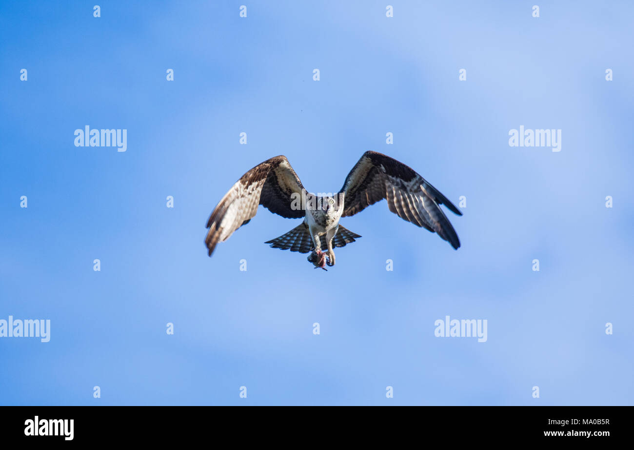 Falcon Catching Fish High Resolution Stock Photography and Images - Alamy