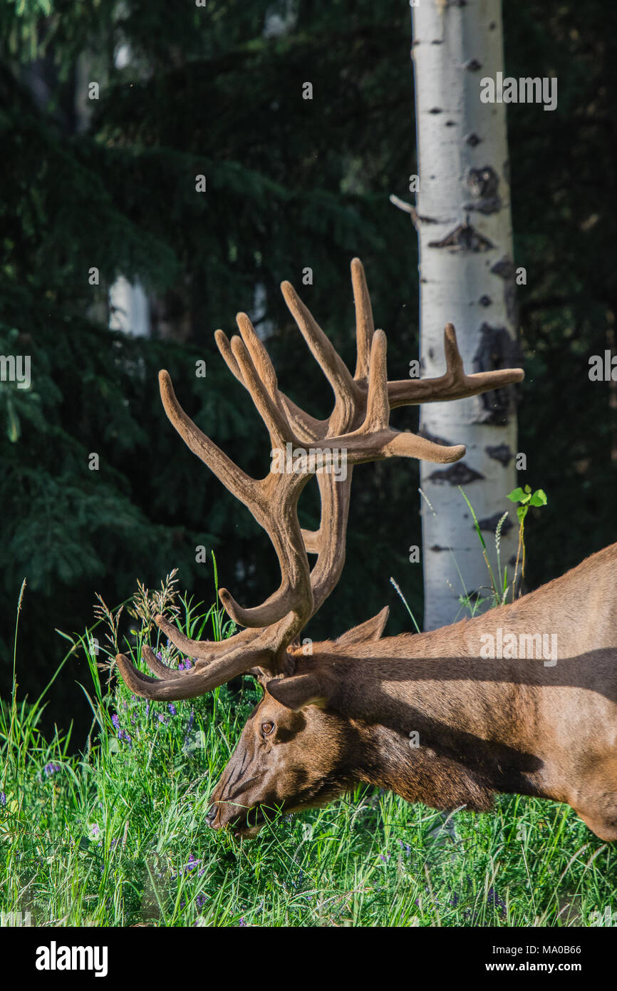 Big male elk at Banff National Park, Alberta, Canada Stock Photo Alamy
