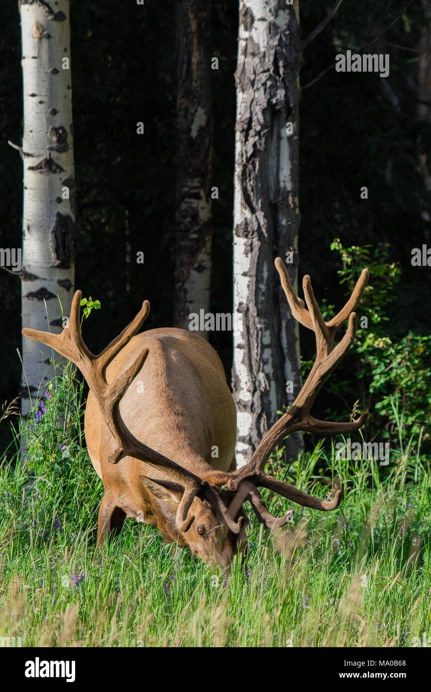 Big male elk at Banff National Park, Alberta, Canada Stock Photo Alamy