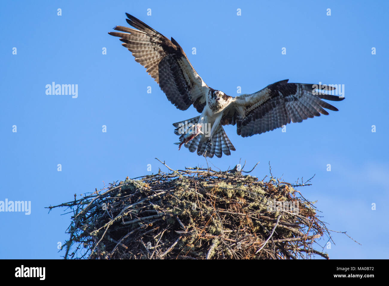 Osprey (Pandion haliaetus) flying with fish in talons over the big nest. Mackenzie river, Northwest territories ( NWT) Canada Stock Photo