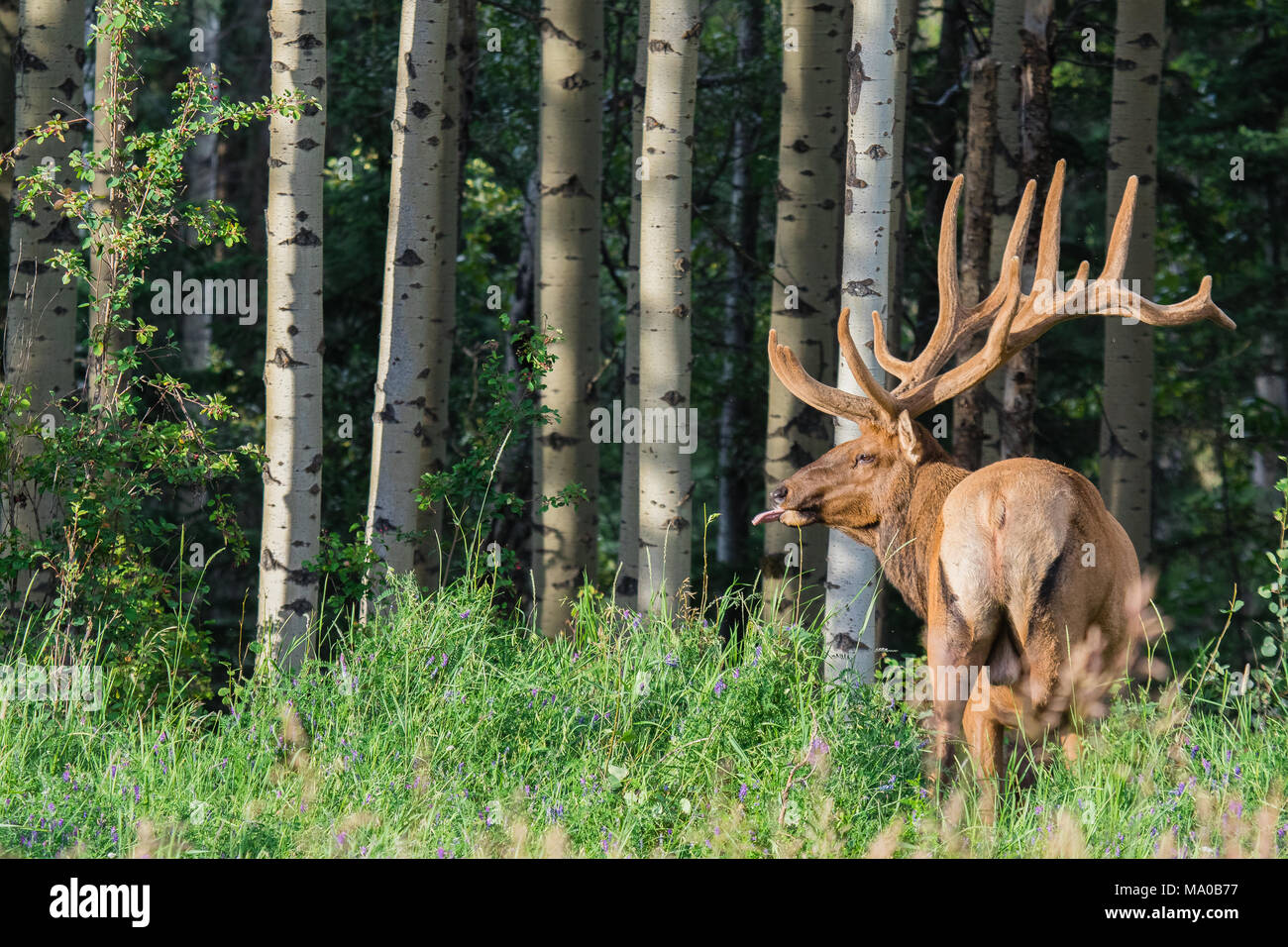 Big male elk at Banff National Park, Alberta, Canada Stock Photo Alamy