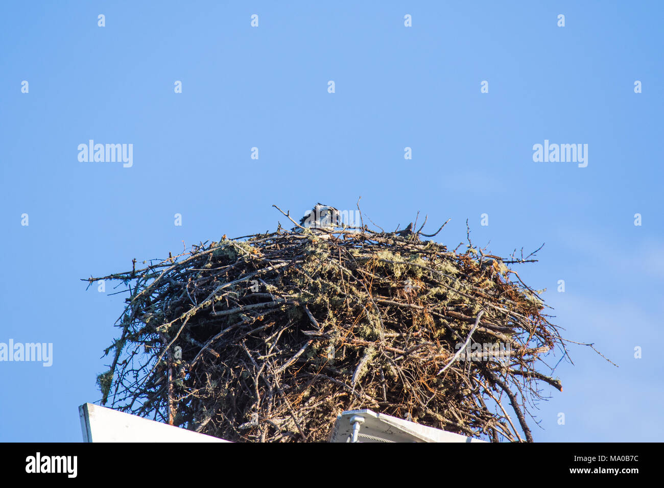 Osprey (Pandion haliaetus) flying with fish in talons over the big nest. Mackenzie river, Northwest territories ( NWT) Canada Stock Photo