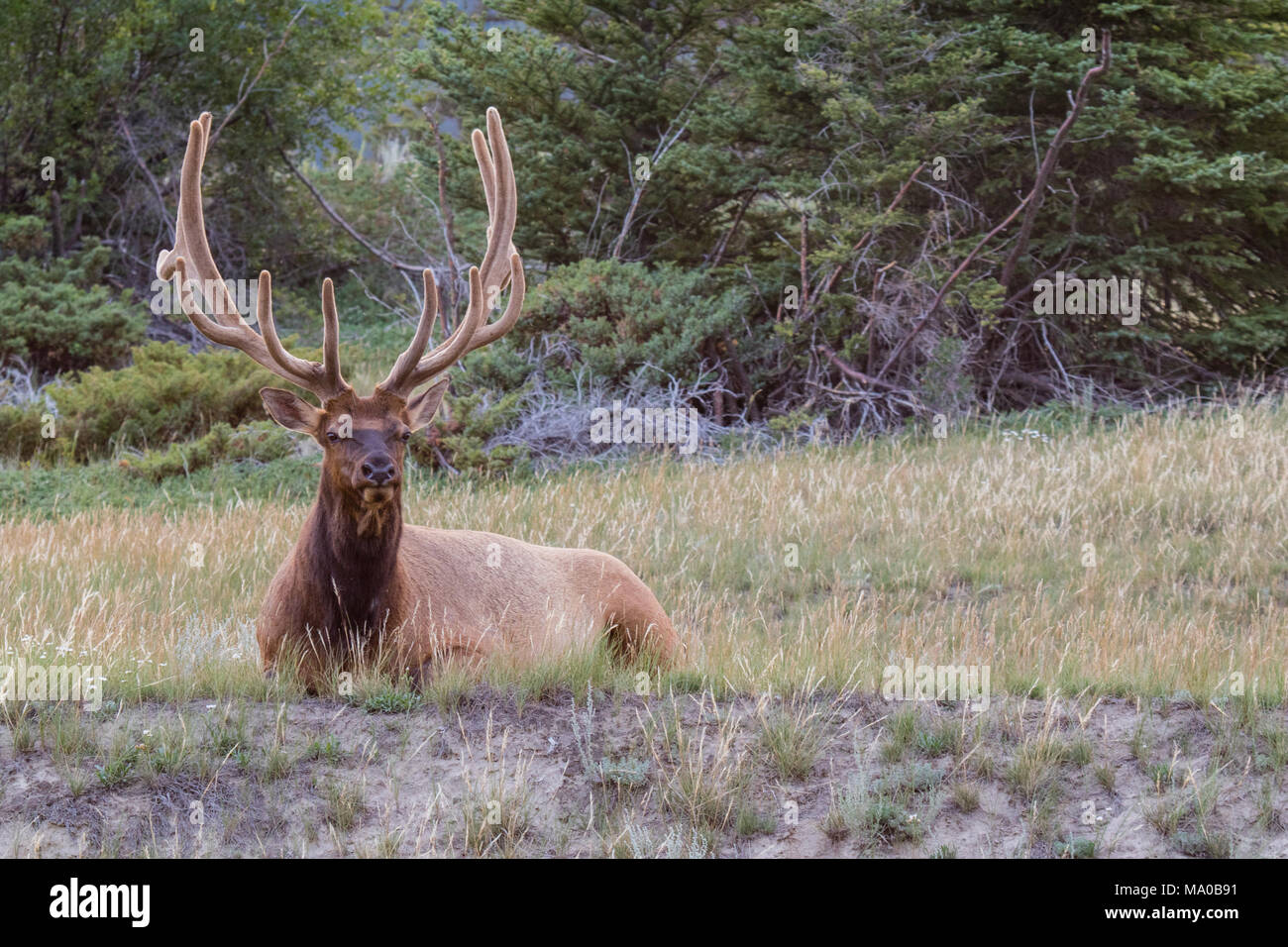 Bull elk with magnificent rack, resting amongst the wild grass in Banff national park, Alberta, Canada Stock Photo