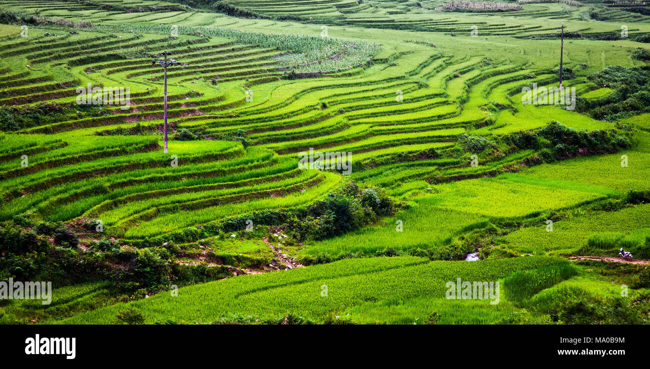 terraced green rice fields around Sa Pa, Vietnam Stock Photo - Alamy
