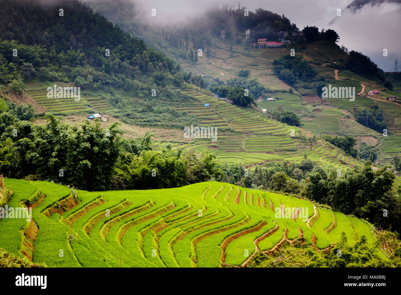 terraced green rice fields around Sa Pa, Vietnam Stock Photo - Alamy