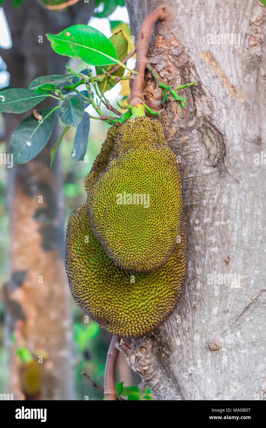 Jack tree fruits hi-res stock photography and images - Alamy
