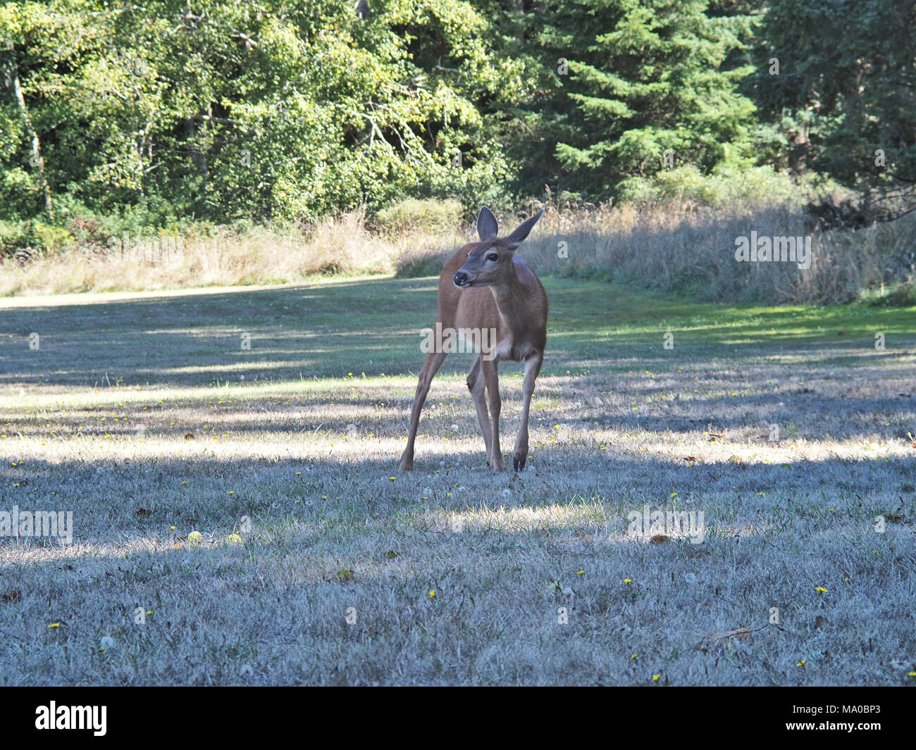 Wild black-tailed deer (Pacific Northwest subspecies of the mule deer Odocoileus hemionus) in Western Washington state, USA Stock Photo