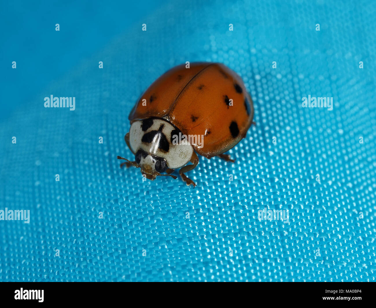 Asian ladybeetle (Harmonia axyridis) on a blue fabric, close-up view Stock Photo